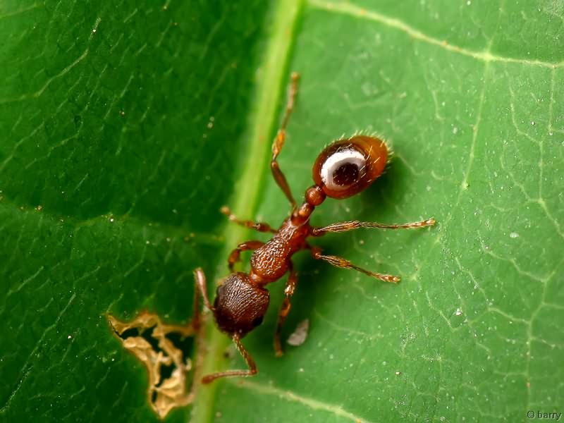 Myrmica Latreille, 1804